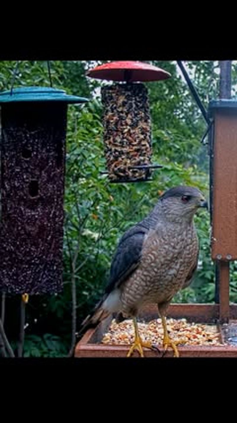 Your Feeder Can Concentrate The Prey