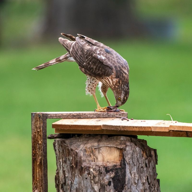 Your Feeder Has Become A Reliable Bird Gathering Spot