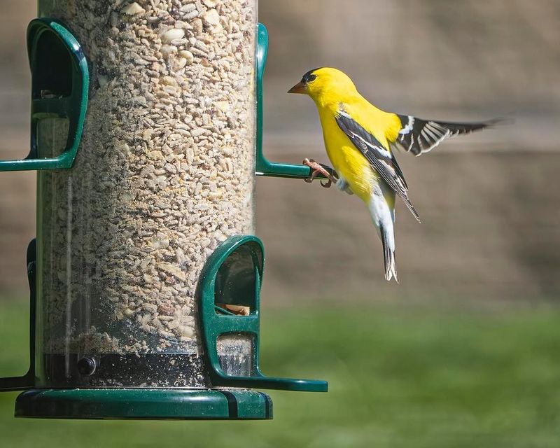 Your Feeder Has Become A Reliable Food Stop