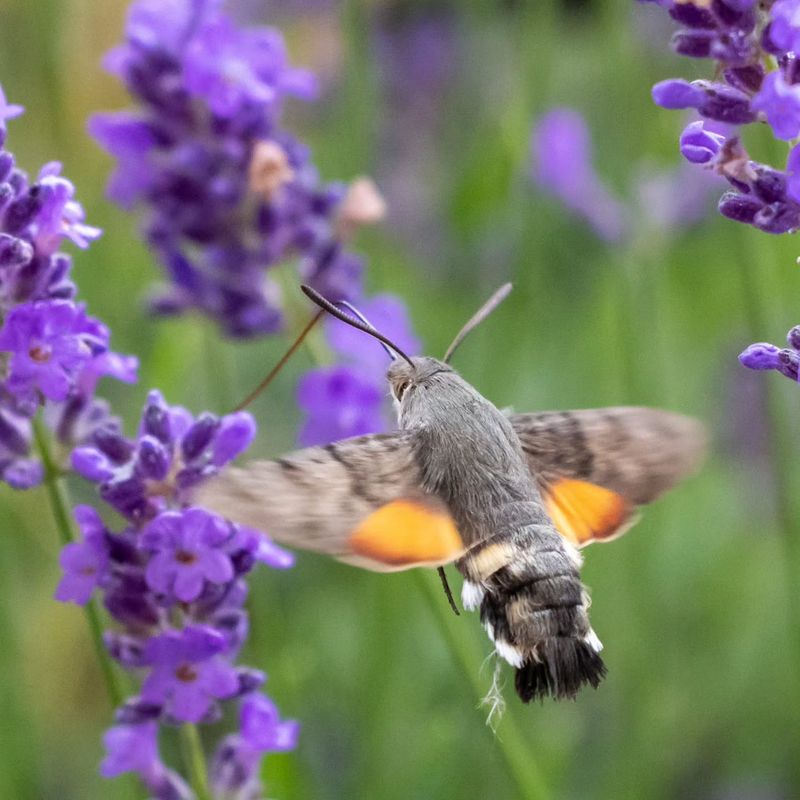 Your Flowers Are Offering Nectar At The Right Hour Your Flowers Are Offering Nectar At The Right Hour