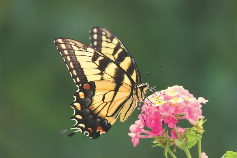 Your Flowers Are Providing A Reliable Nectar Source