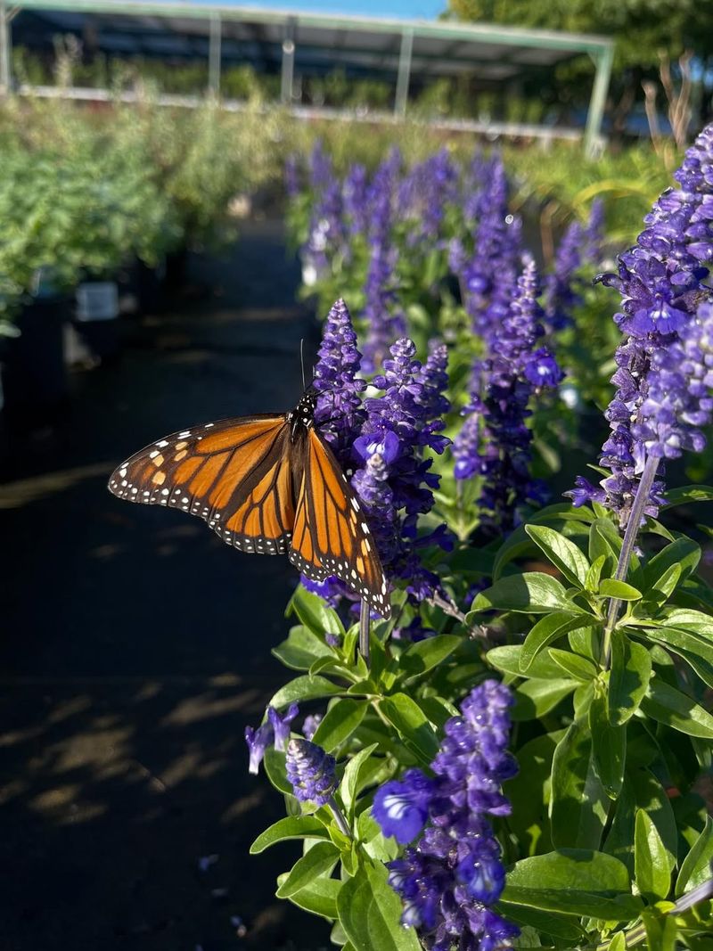 Your Flowers Are Providing Valuable Fuel
