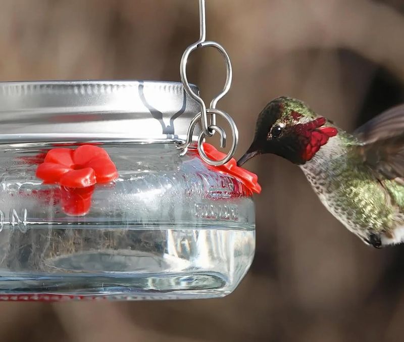 Your Flowers Or Feeders Have Become A Dependable Fuel Station Your Flowers Or Feeders Have Become A Dependable Fuel Station