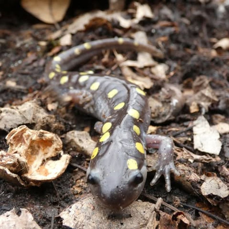 Your Garden Contains Plenty Of Small Prey