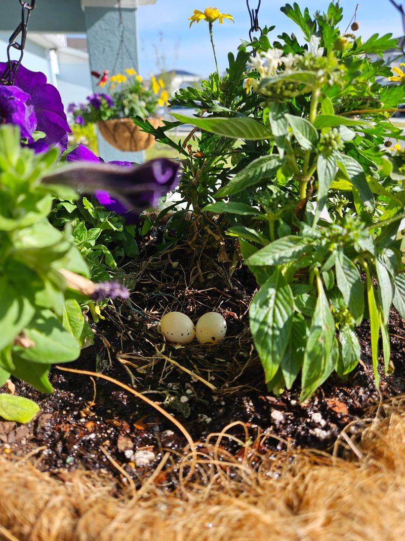 Your Garden Feels Safe