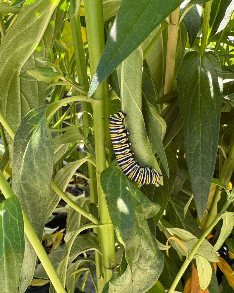 Your Garden Has A Steady Caterpillar Supply Your Garden Has A Steady Caterpillar Supply