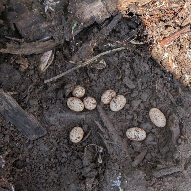 Your Garden Has Become Safe Nesting Habitat Your Garden Has Become Safe Nesting Habitat
