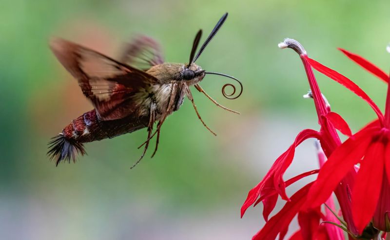 Your Garden Has Nectar They Can Reach Your Garden Has Nectar They Can Reach