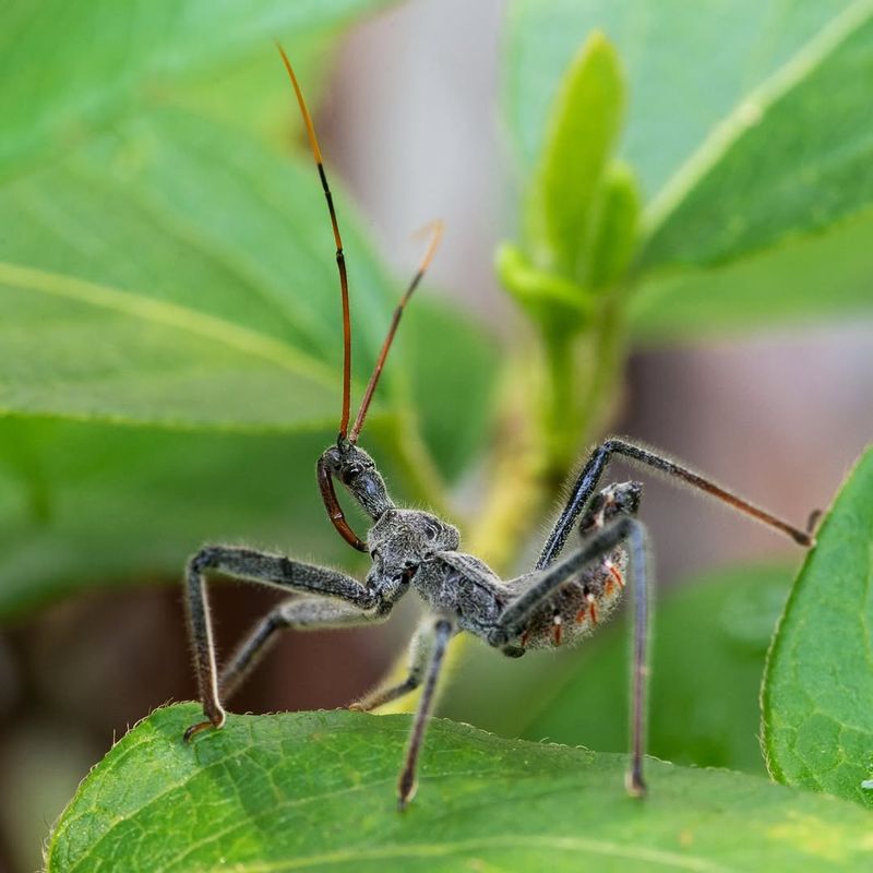 Your Garden Has Plenty Of Prey Insects Your Garden Has Plenty Of Prey Insects