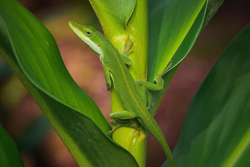 Your Garden Has Plenty Of Small Insects Your Garden Has Plenty Of Small Insects