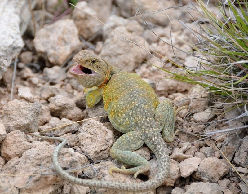 Your Garden Has The Rocky Habitat They Like Your Garden Has The Rocky Habitat They Like