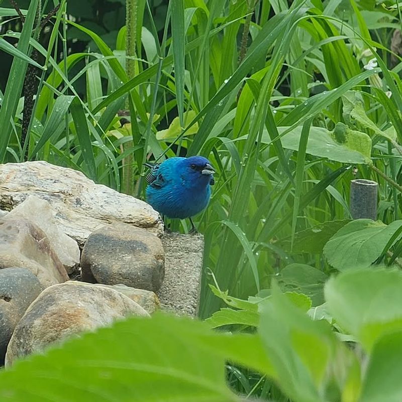 Your Garden Has The Shrubby Edges They Like Your Garden Has The Shrubby Edges They Like