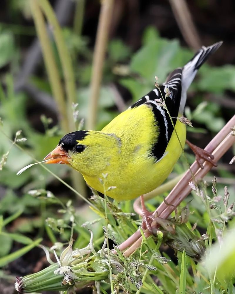 Your Garden Is Becoming Bird-Friendly