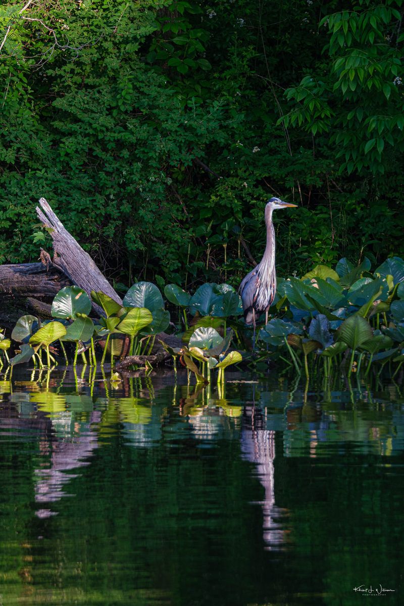 Your Garden Is Close To Suitable Habitat Your Garden Is Close To Suitable Habitat