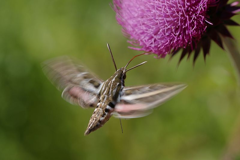 Your Garden Is Supporting Pollinators After Dark Your Garden Is Supporting Pollinators After Dark