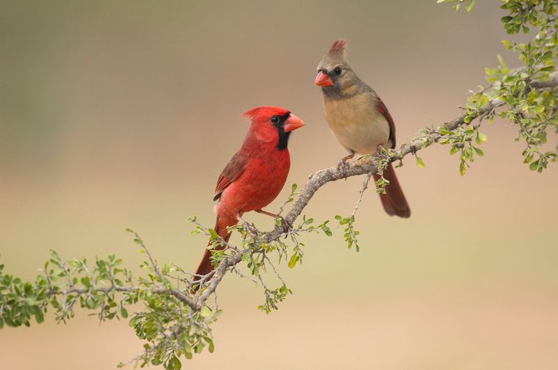 Your Garden May Be Part Of Its Established Territory Your Garden May Be Part Of Its Established Territory