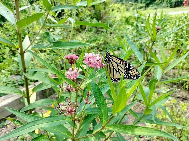 Your Garden May Be Supporting A Late-Summer Monarch Generation