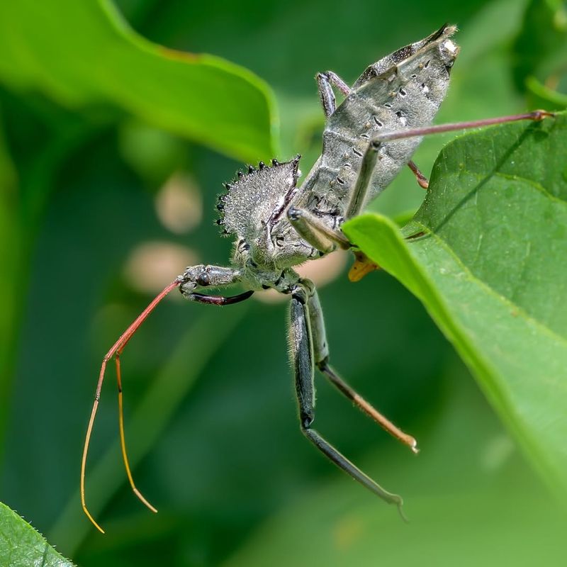 Your Garden May Have Good Hiding Places Your Garden May Have Good Hiding Places