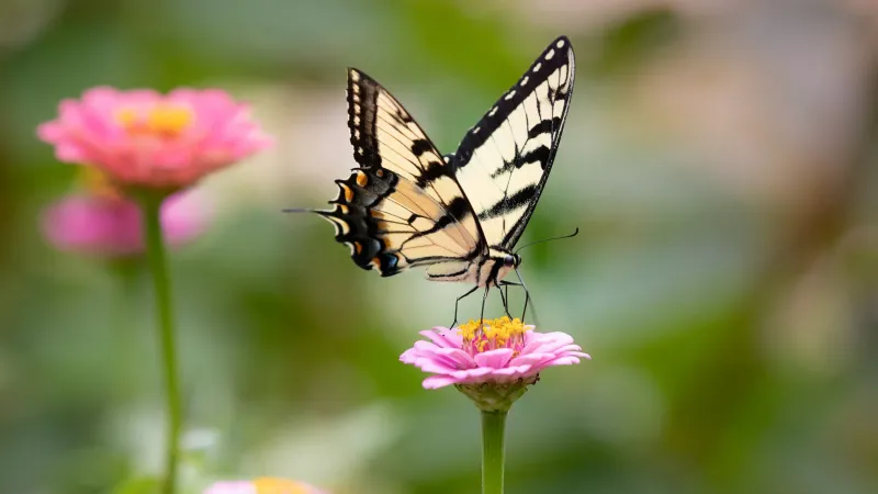 Your Garden May Offer A Safer Place To Feed And Rest