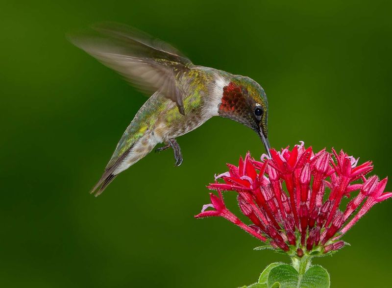 Your Garden Offers A Dependable Source Of Nectar