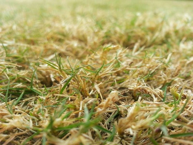 Your Grass Type Changes What Summer Browning Means