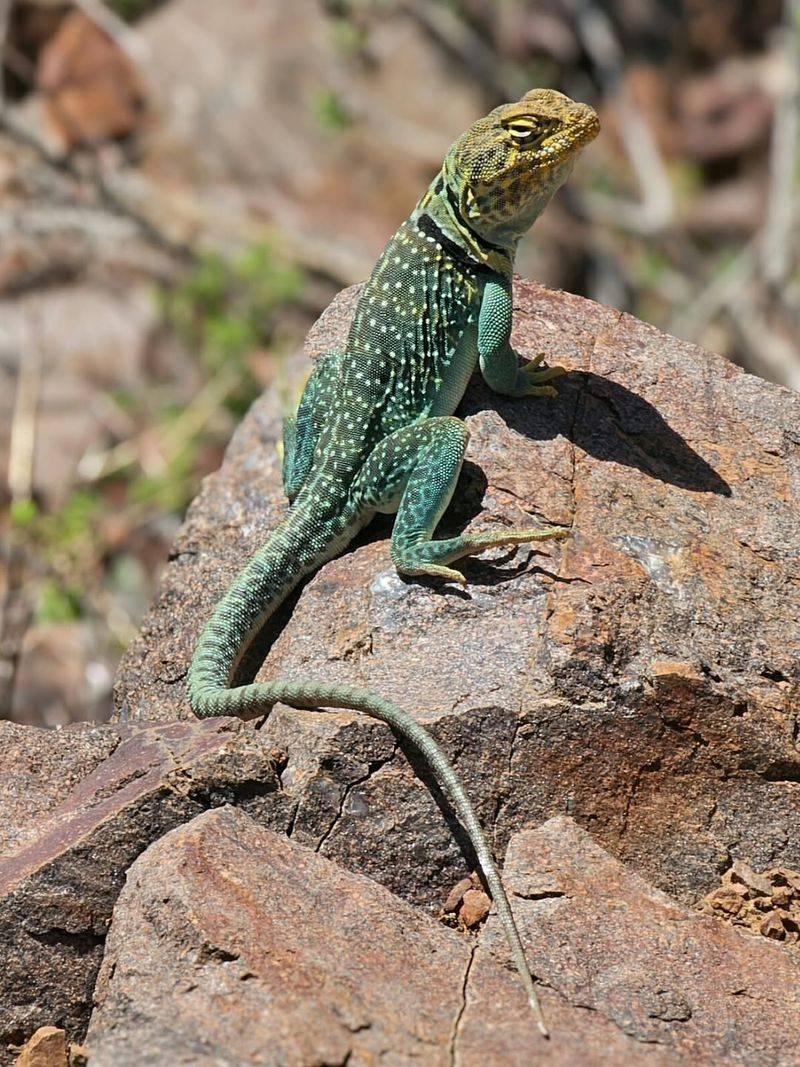 Your Landscape May Be More Wildlife-Friendly Than You Realize Your Landscape May Be More Wildlife-Friendly Than You Realize