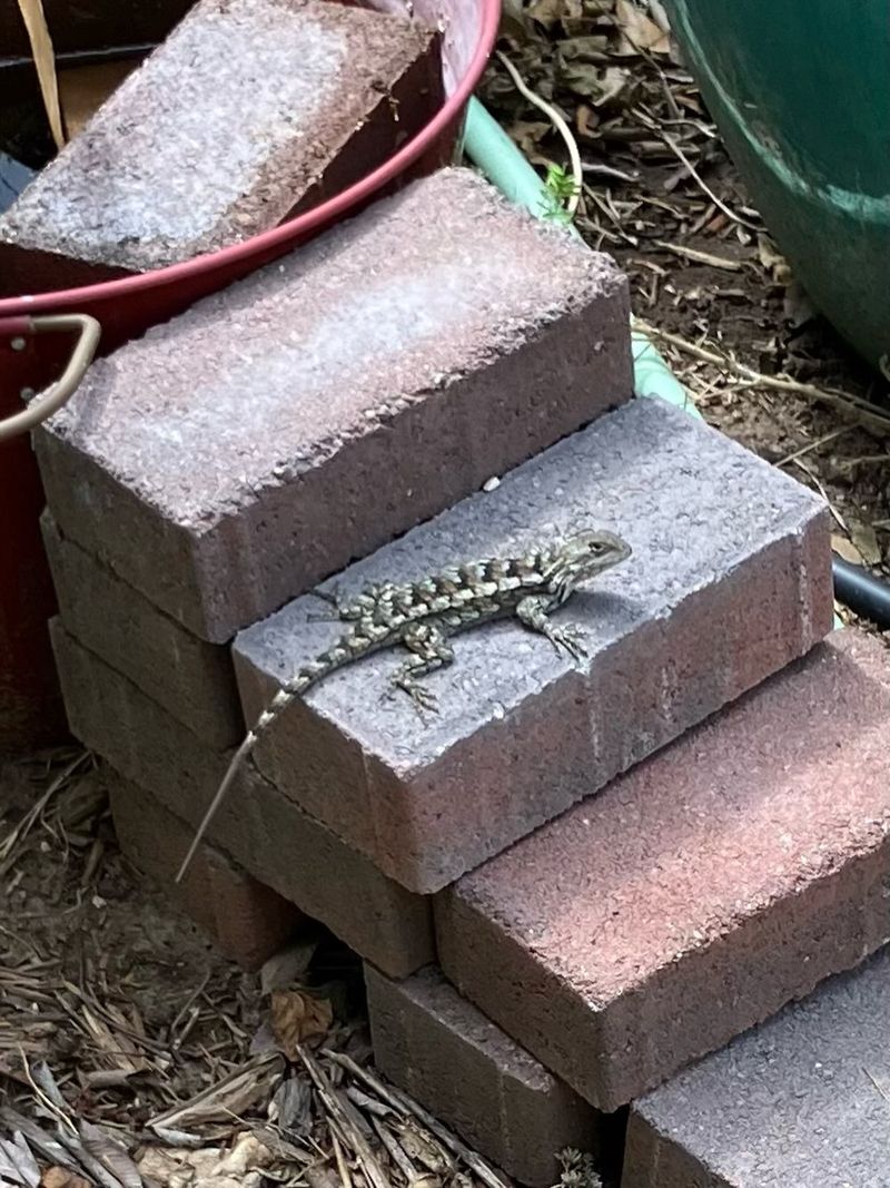 Your Landscape Offers Quick Hiding Places Your Landscape Offers Quick Hiding Places