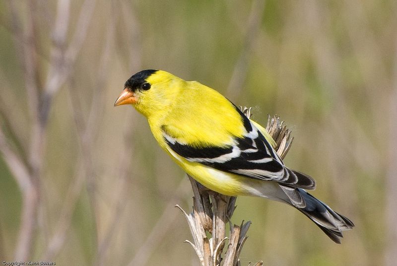 Your Landscape Resembles Its Preferred Open Habitat