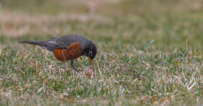 Your Lawn Is Providing Accessible Insects And Earthworms