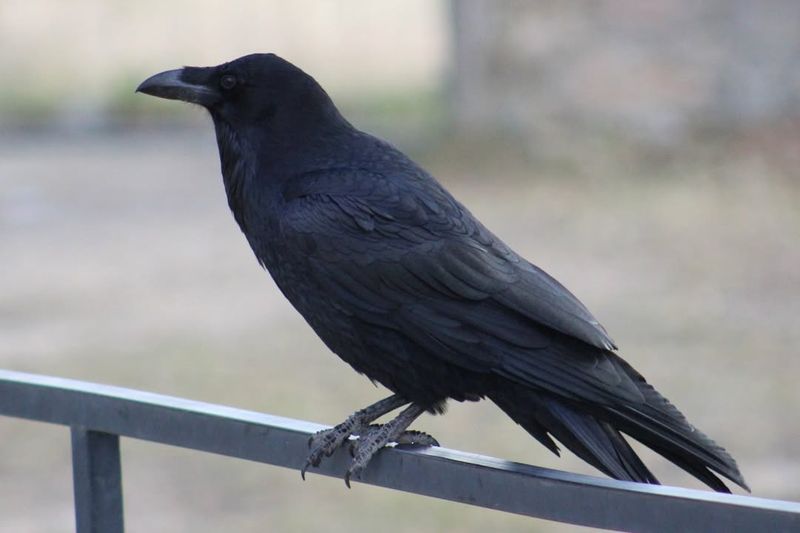 Your Location May Provide An Important Clue To The Species