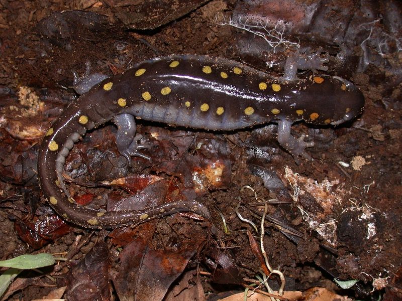 Your Mulch Is Creating The Cool, Damp Shelter It Needs