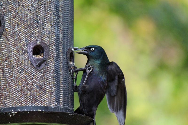 Your Neighborhood Has Become A Feeding Stop