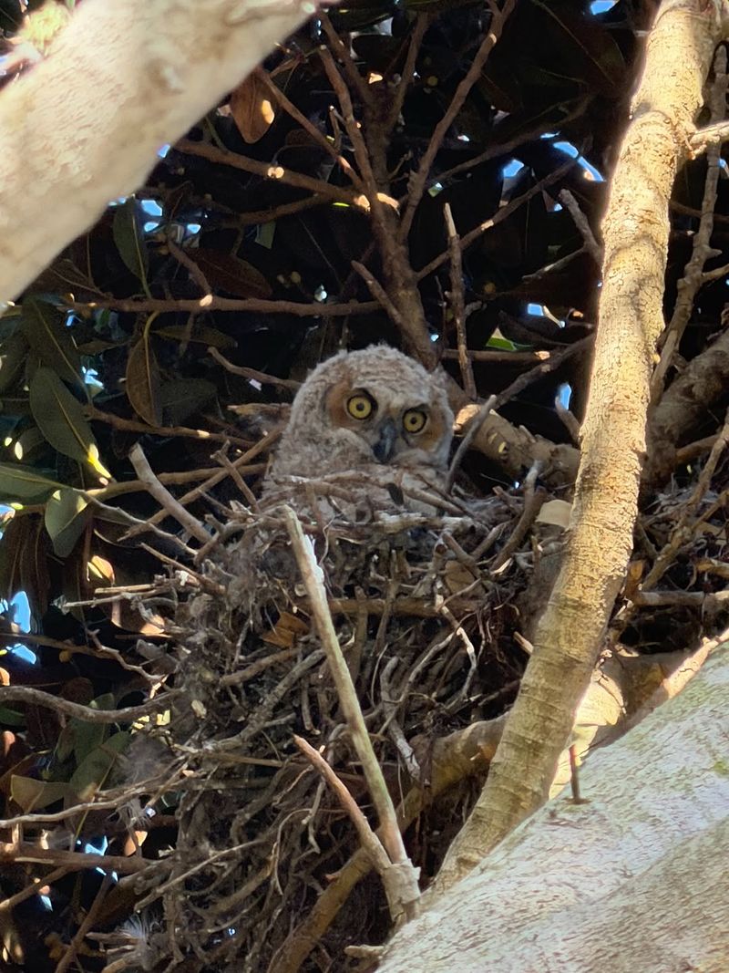 Your Neighborhood May Have Nesting Habitat Your Neighborhood May Have Nesting Habitat