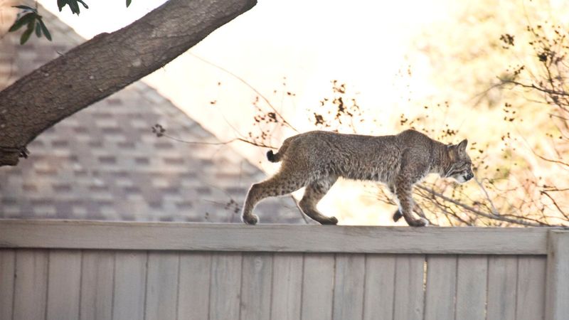 Your Neighborhood Provides Suitable Urban Wildlife Habitat