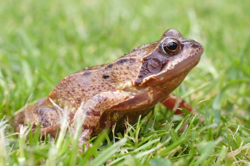 Your Outdoor Lights Are Basically A Frog Restaurant Your Outdoor Lights Are Basically A Frog Restaurant