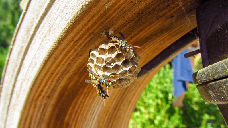Your Porch Has Nesting Material