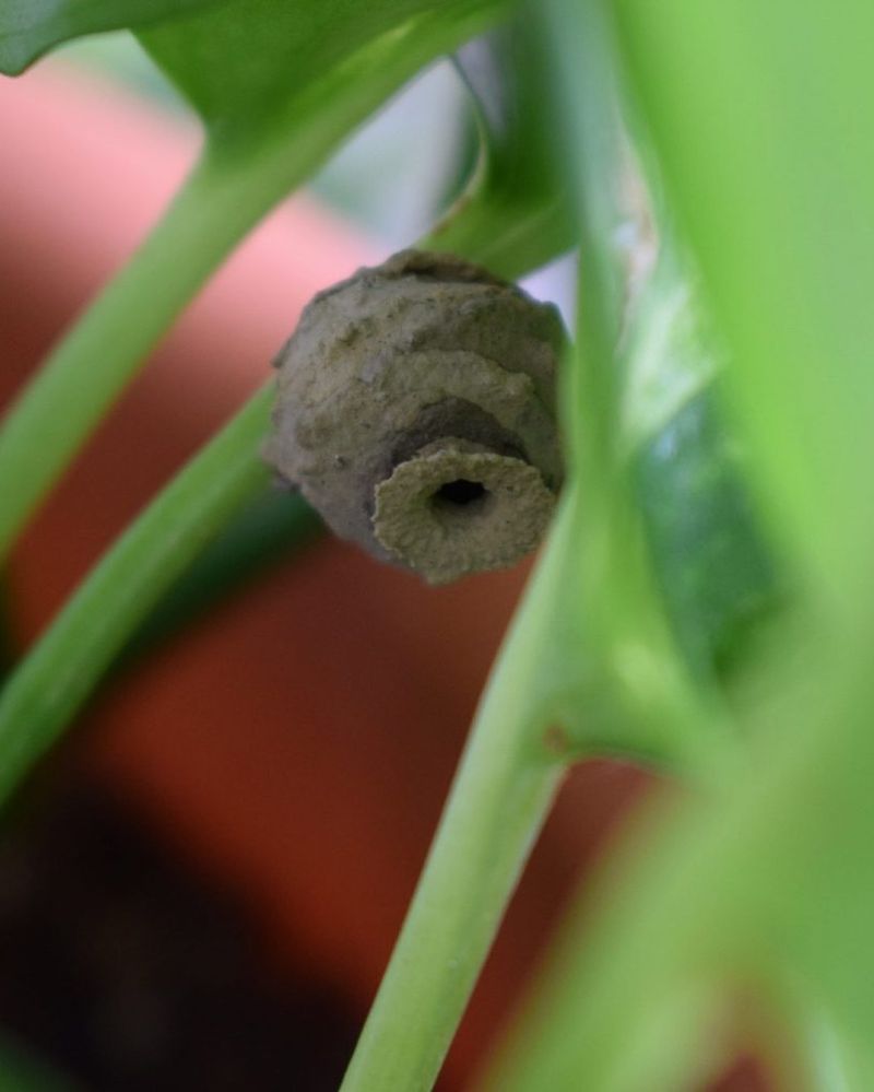 Your Potted Plants Offer A Sheltered Construction Site