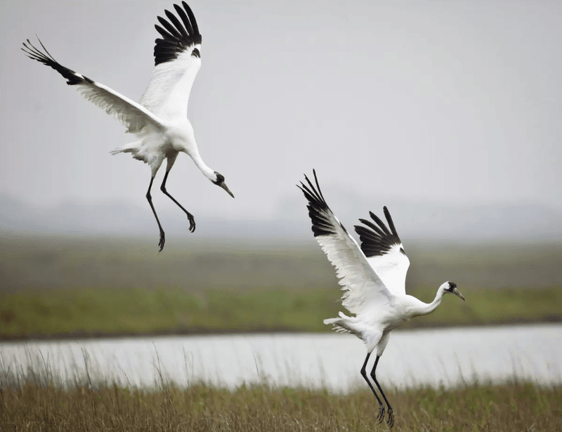 Your Property May Be Along A Migration Route