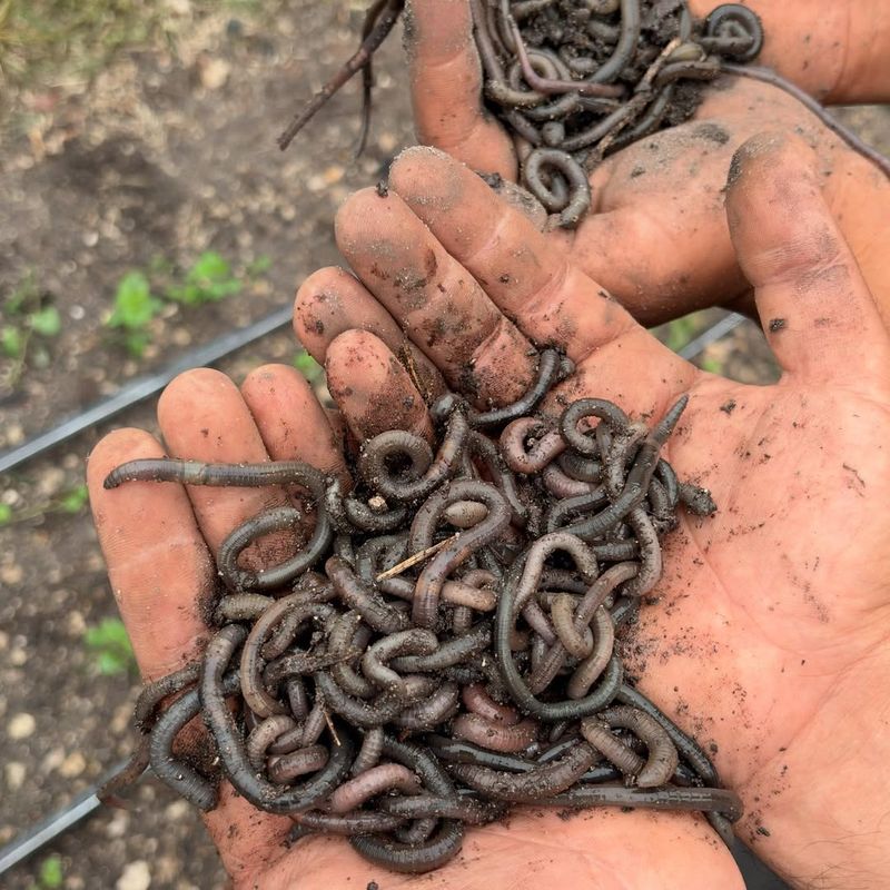Your Property Supports A Large Earthworm Population Your Property Supports A Large Earthworm Population