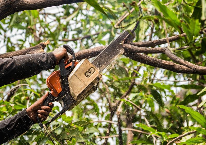 Your Pruning Rights Stop At The Property Line