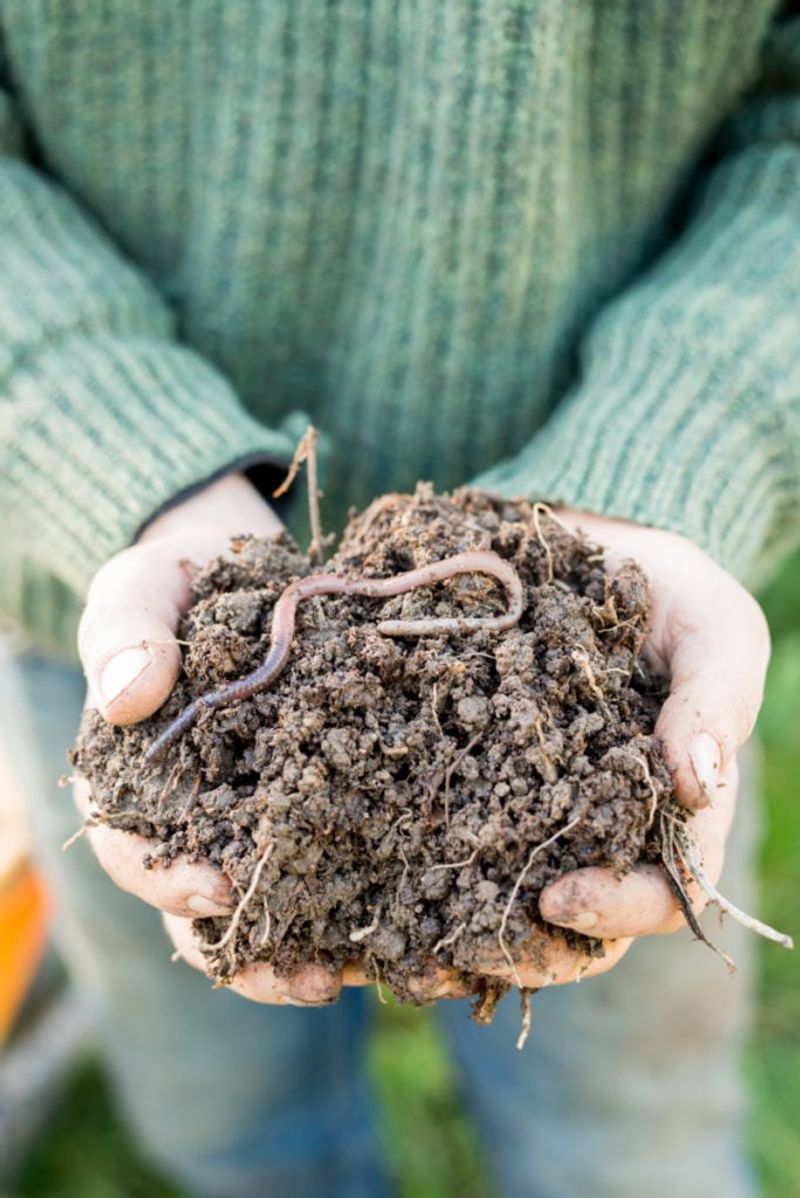 Your Soil Is Holding Some Summer Moisture