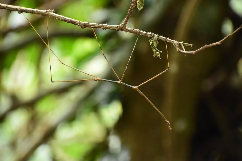 Your Tree Provides The Leaves It Eats Your Tree Provides The Leaves It Eats