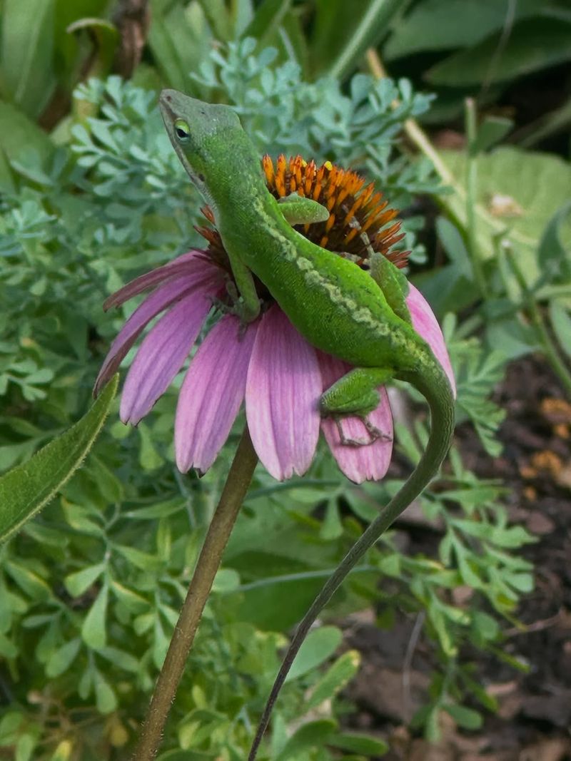 Your Yard Actually Grows Their Food