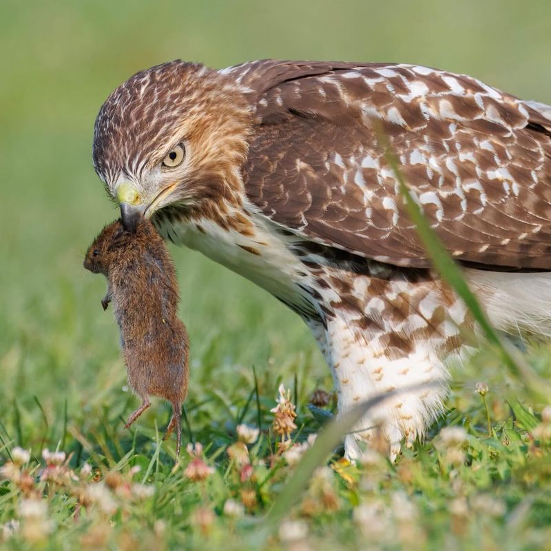 Your Yard Contains A Dependable Source Of Prey
