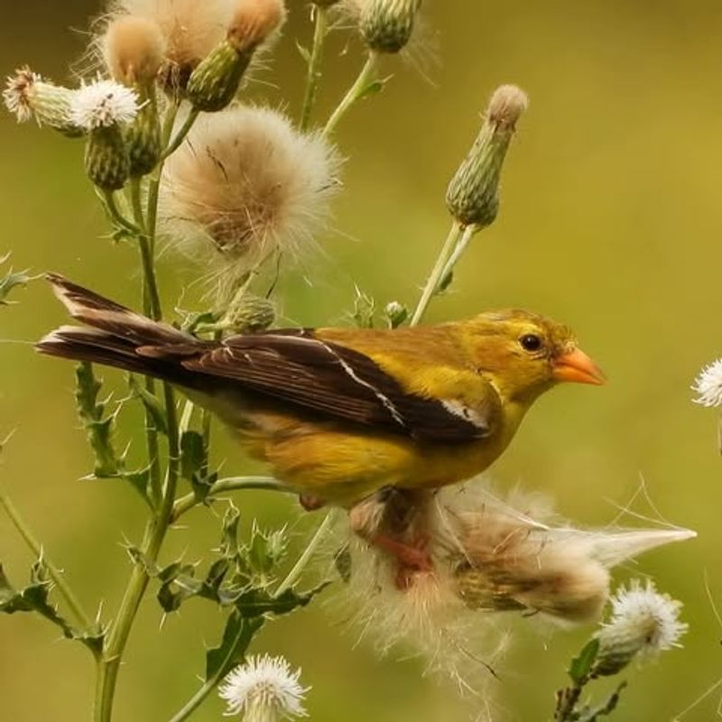 Your Yard Contains The Seed-Producing Plants It Prefers