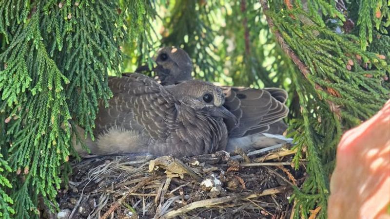 Your Yard Feels Quiet Enough To Nest Your Yard Feels Quiet Enough To Nest
