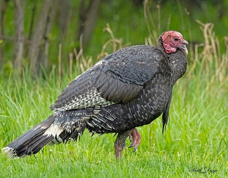 Your Yard Has Easy Food Your Yard Has Easy Food