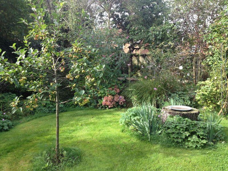 Your Yard Has Good Tree And Shrub Cover Your Yard Has Good Tree And Shrub Cover