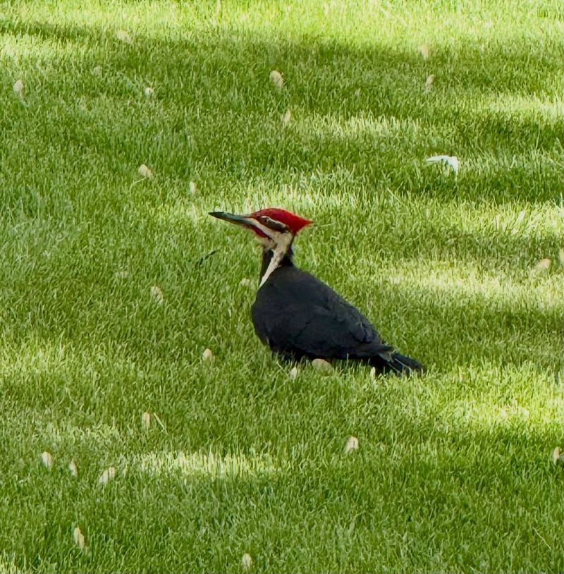 Your Yard Has Insects They Want Your Yard Has Insects They Want