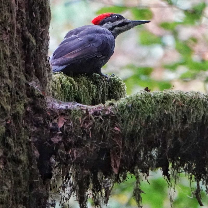 Your Yard Has Mature Tree Habitat